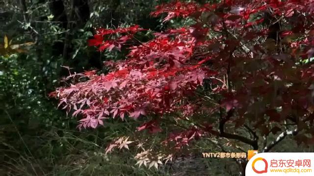 昆明郊野公园枫叶抖音(昆明郊野公园枫叶什么时候最好)