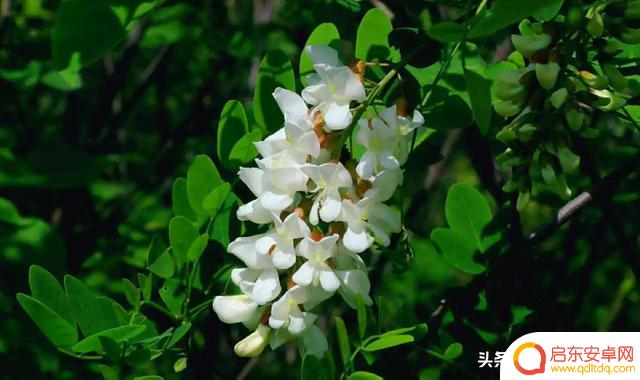 抖音用户和抖音网红有多少(抖音用户等级)