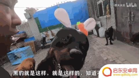 抖音狗狗大佬图片(抖音狗狗大佬图片大全)