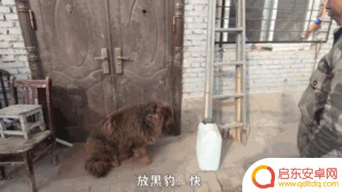 抖音狗狗大佬图片(抖音狗狗大佬图片大全)