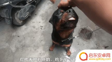 抖音狗狗大佬图片(抖音狗狗大佬图片大全)