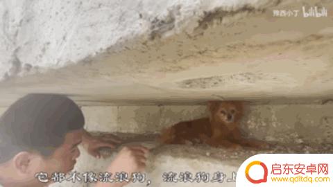 抖音狗狗大佬图片(抖音狗狗大佬图片大全)