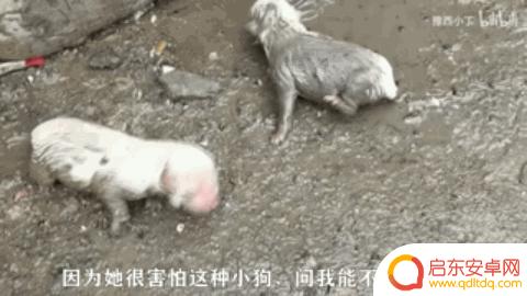 抖音狗狗大佬图片(抖音狗狗大佬图片大全)