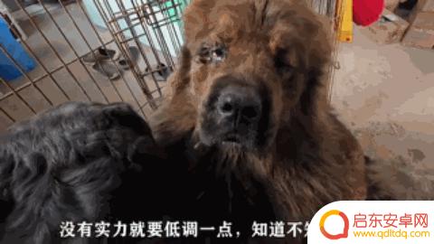 抖音狗狗大佬图片(抖音狗狗大佬图片大全)