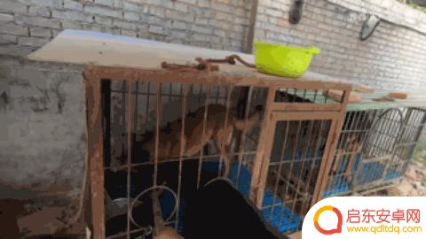 抖音狗狗大佬图片(抖音狗狗大佬图片大全)