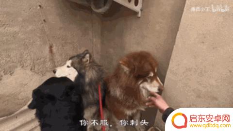 抖音狗狗大佬图片(抖音狗狗大佬图片大全)