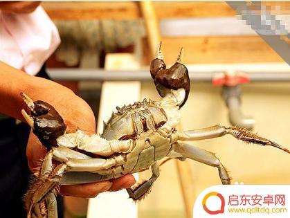 抓螃蟹不被夹 怎样抓螃蟹不被夹