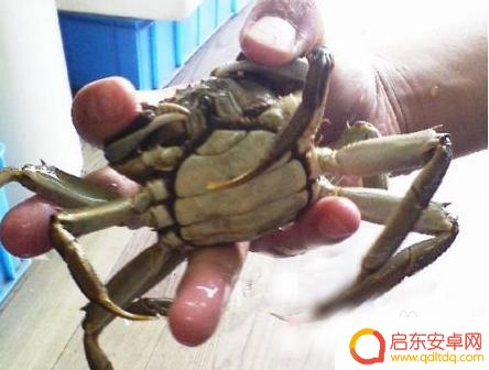 抓螃蟹不被夹 怎样抓螃蟹不被夹
