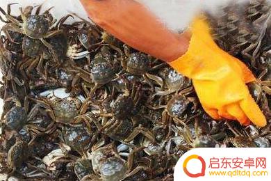 抓螃蟹不被夹 怎样抓螃蟹不被夹
