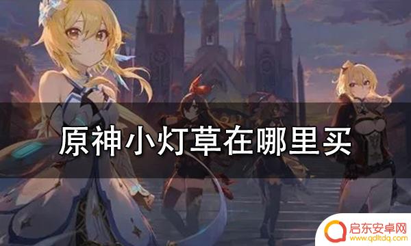 原神小灯草哪里能买 原神小灯草购买地点在哪里