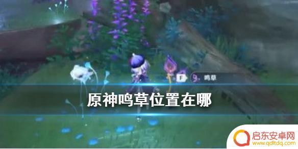 原神鸣草什么作用 《原神》鸣草位置详细攻略
