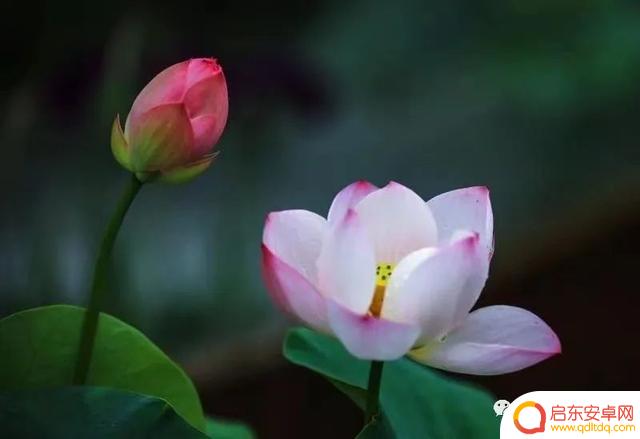 花卉抖音照片模板(花卉抖音照片模板怎么弄)