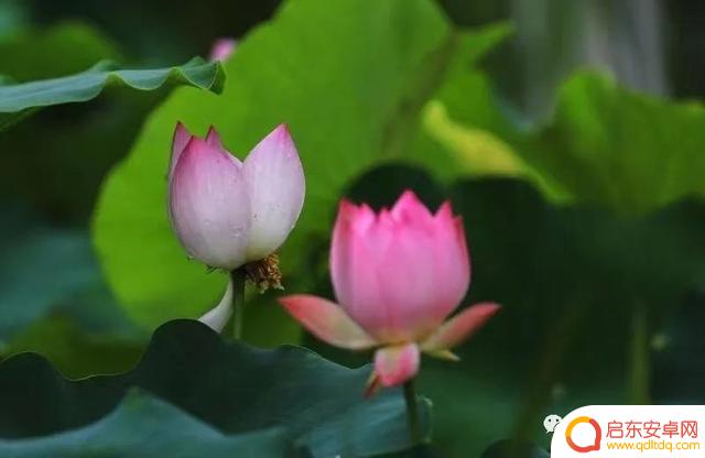 花卉抖音照片模板(花卉抖音照片模板怎么弄)