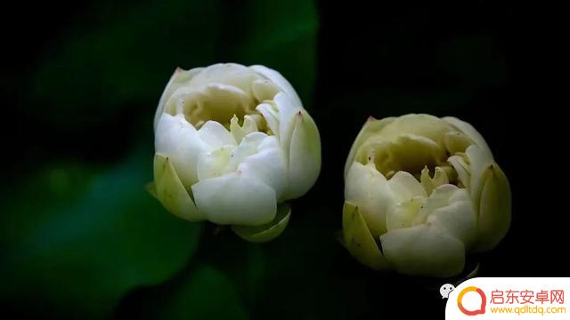 花卉抖音照片模板(花卉抖音照片模板怎么弄)
