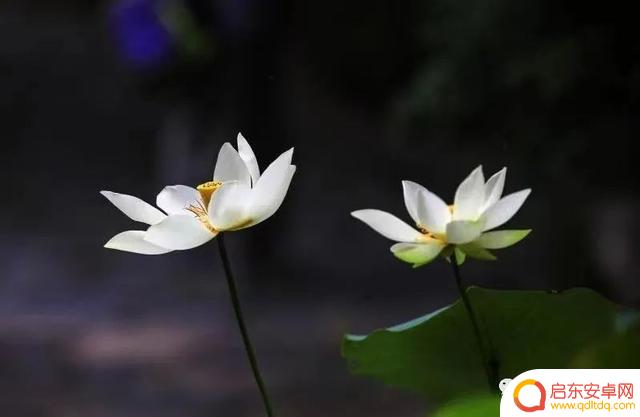 花卉抖音照片模板(花卉抖音照片模板怎么弄)