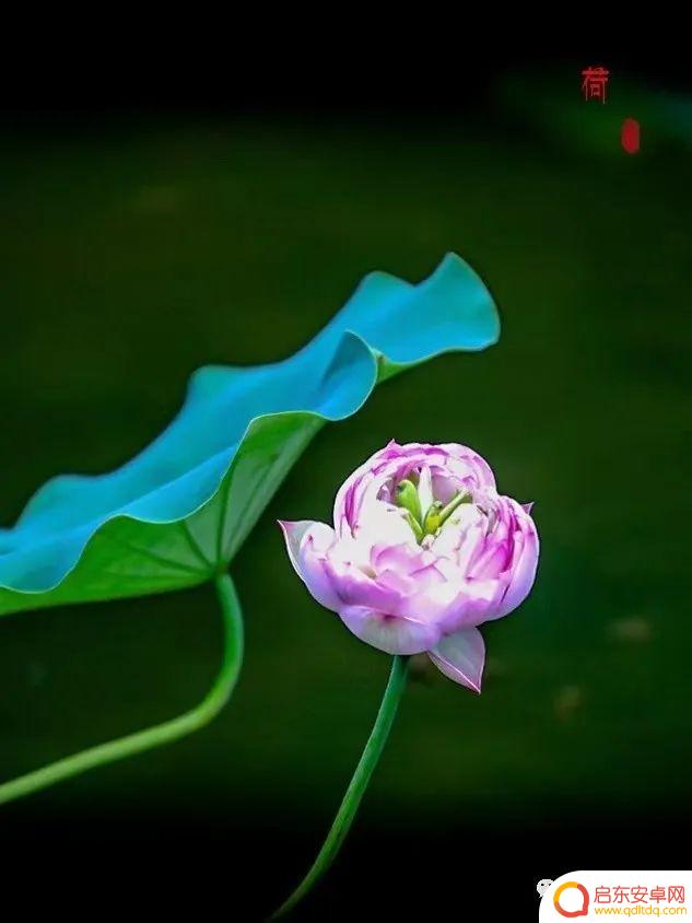 花卉抖音照片模板(花卉抖音照片模板怎么弄)