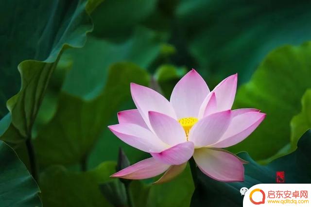 花卉抖音照片模板(花卉抖音照片模板怎么弄)