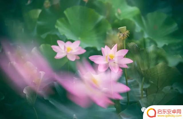 花卉抖音照片模板(花卉抖音照片模板怎么弄)