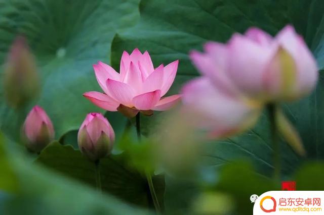 花卉抖音照片模板(花卉抖音照片模板怎么弄)