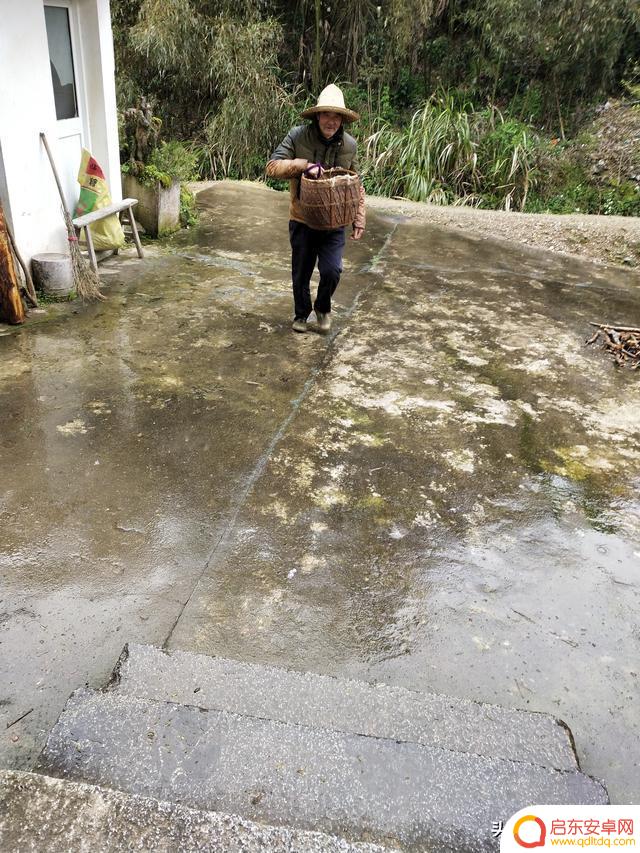 雨天采茶自拍抖音(雨天采茶自拍抖音视频)