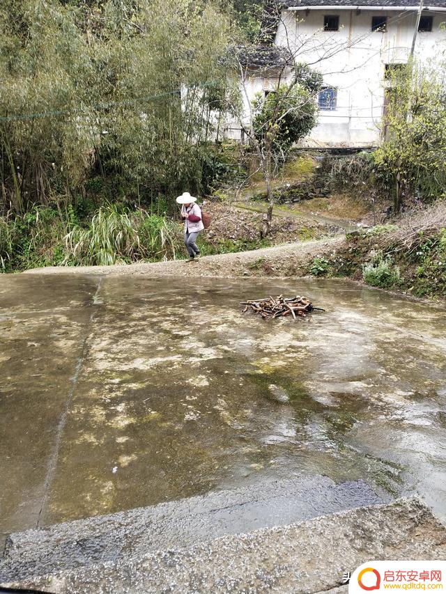 雨天采茶自拍抖音(雨天采茶自拍抖音视频)