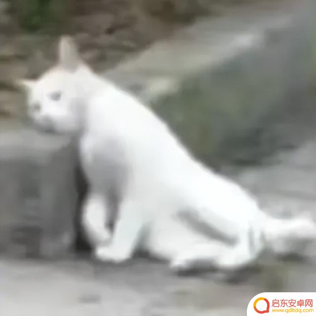 实地测试!iPhone 16最新升级让我大开眼界