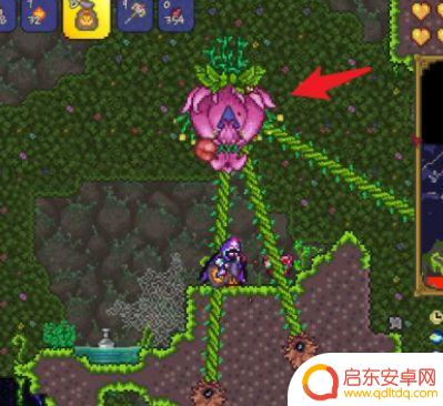 泰拉瑞亚1.4找不到花苞 泰拉瑞亚1.4世纪之花花苞在哪里找到
