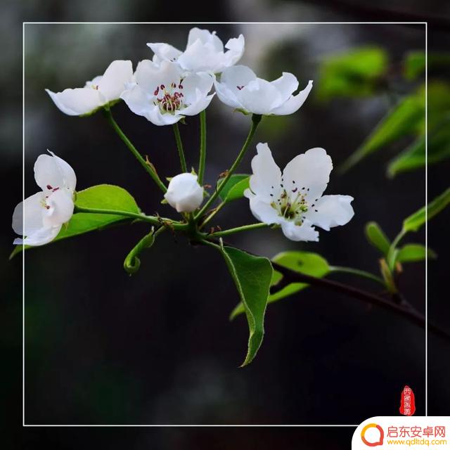 河南孟津会盟抖音(孟津县会盟的来历)