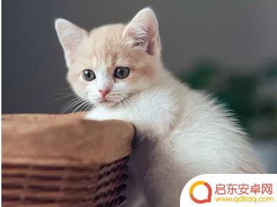 抖音美女头像高清唯美(抖音美女头像高清唯美图片)