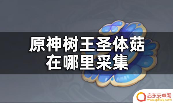 原神大慈树王在哪里 原神树王圣体菇怎么采集