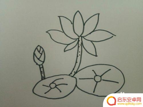 如何在手机上画一朵花 怎样画一朵花的教程