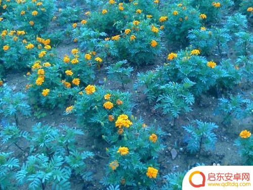 手机怎么拍金菊花 怎样拍金菊花才更漂亮