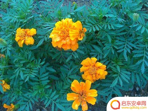 手机怎么拍金菊花 怎样拍金菊花才更漂亮