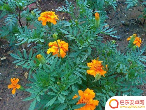 手机怎么拍金菊花 怎样拍金菊花才更漂亮