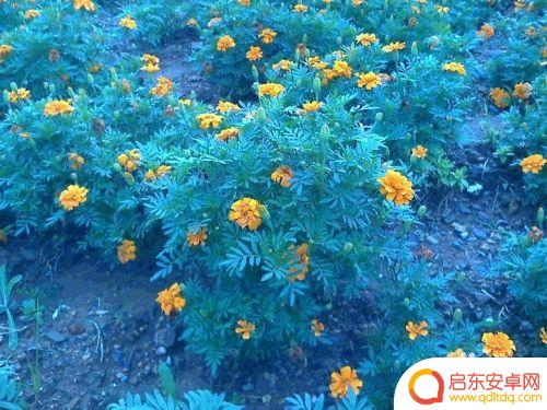 手机怎么拍金菊花 怎样拍金菊花才更漂亮