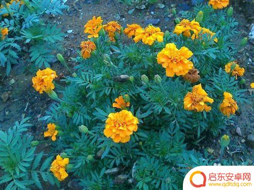 手机怎么拍金菊花 怎样拍金菊花才更漂亮