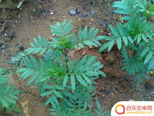 手机怎么拍金菊花 怎样拍金菊花才更漂亮