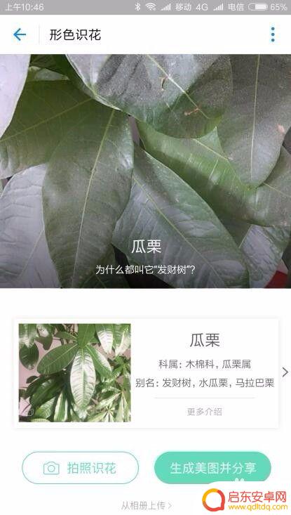 用手机怎么检验花 不认识花怎么辨别